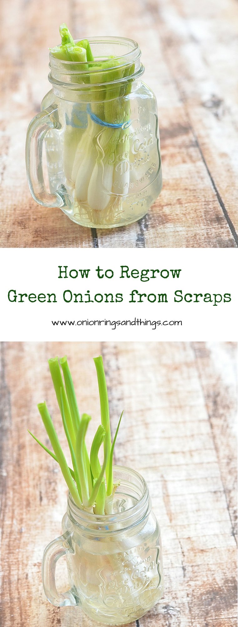 How to Regrow Green Onions from Scraps