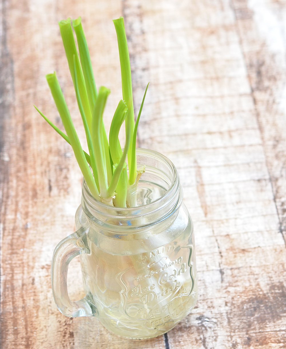 How to Regrow Green Onions from Scraps