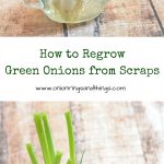How to Regrow Green Onions from Scraps